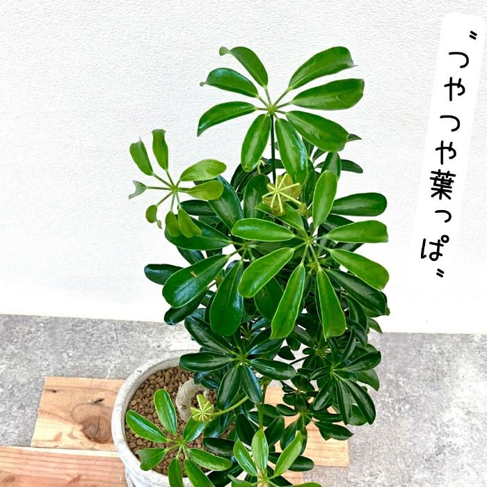観葉植物現品販売
