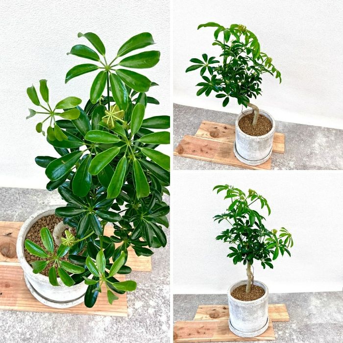 観葉植物現品販売