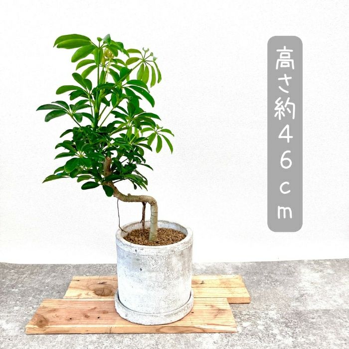 観葉植物現品販売