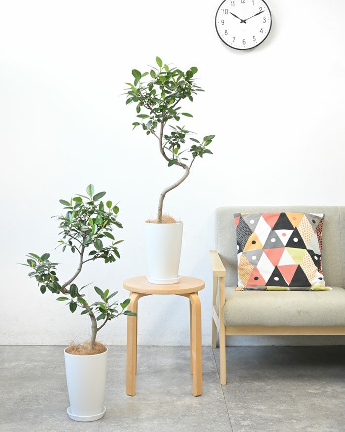 フランスゴム（フィカス・ルビギノーザ）曲がり樹形 7号プラ鉢ロングポット 観葉植物