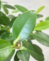 フランスゴム（フィカス・ルビギノーザ）曲がり樹形 7号プラ鉢ロングポット 観葉植物
