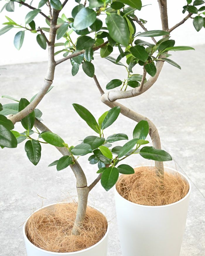 フランスゴム（フィカス・ルビギノーザ）曲がり樹形 7号プラ鉢ロングポット 観葉植物