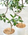 フランスゴム（フィカス・ルビギノーザ）曲がり樹形 7号プラ鉢ロングポット 観葉植物