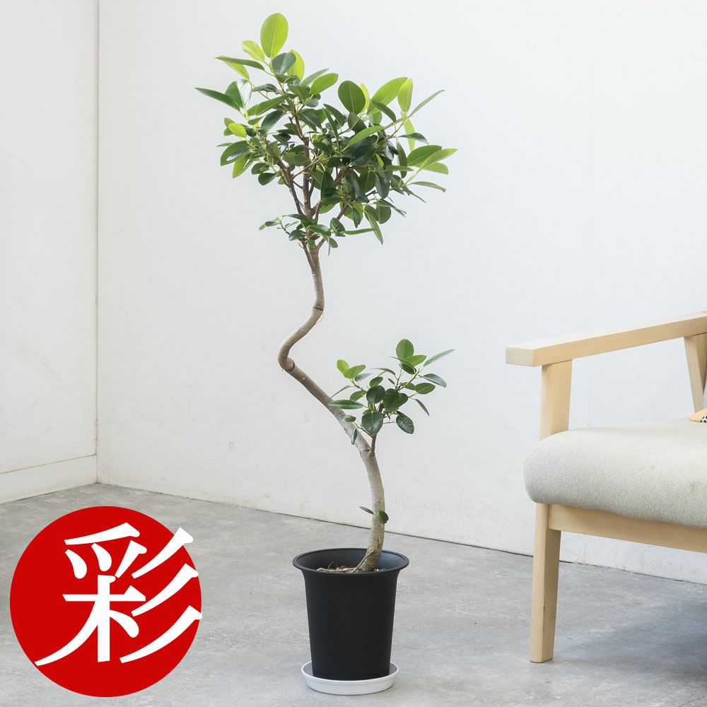フランスゴム（フィカス・ルビギノーザ）6号鉢 曲がり樹形 観葉植物