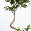 フランスゴム（フィカス・ルビギノーザ）6号鉢 曲がり樹形 観葉植物