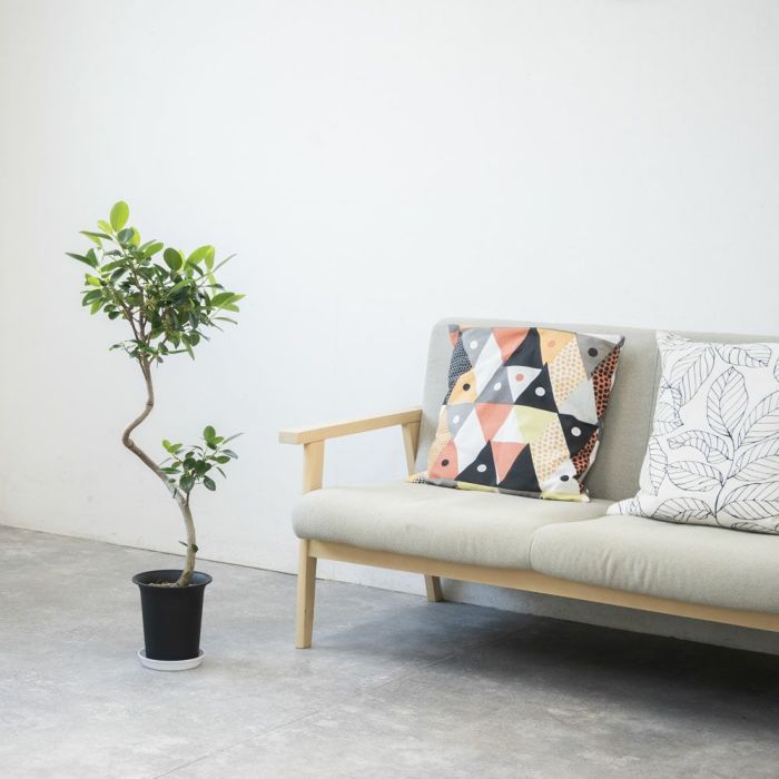 フランスゴム（フィカス・ルビギノーザ）6号鉢 曲がり樹形 観葉植物