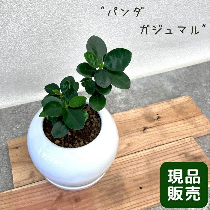 観葉植物現品販売
