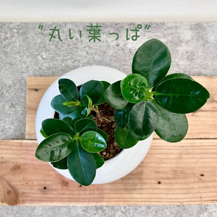 観葉植物現品販売