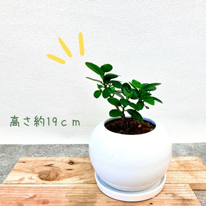 観葉植物現品販売