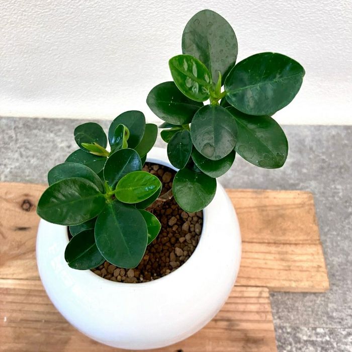 観葉植物現品販売