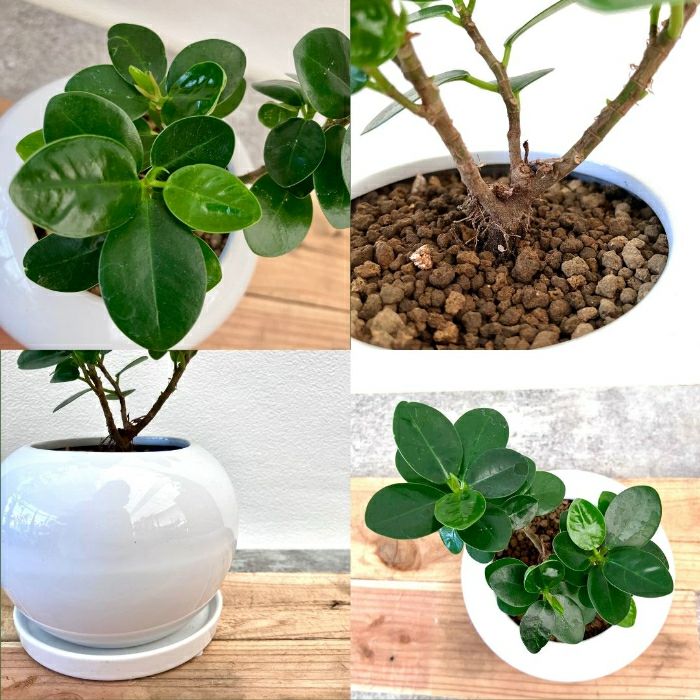 観葉植物現品販売