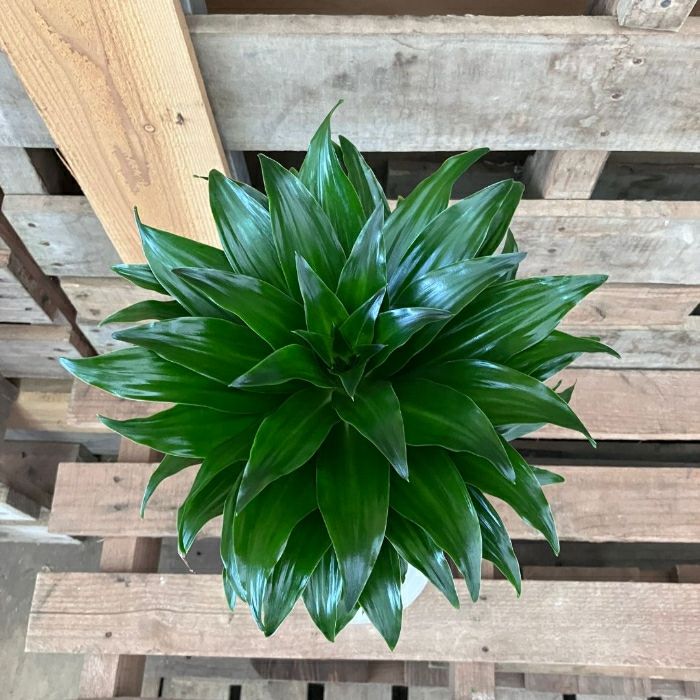 観葉植物現品販売