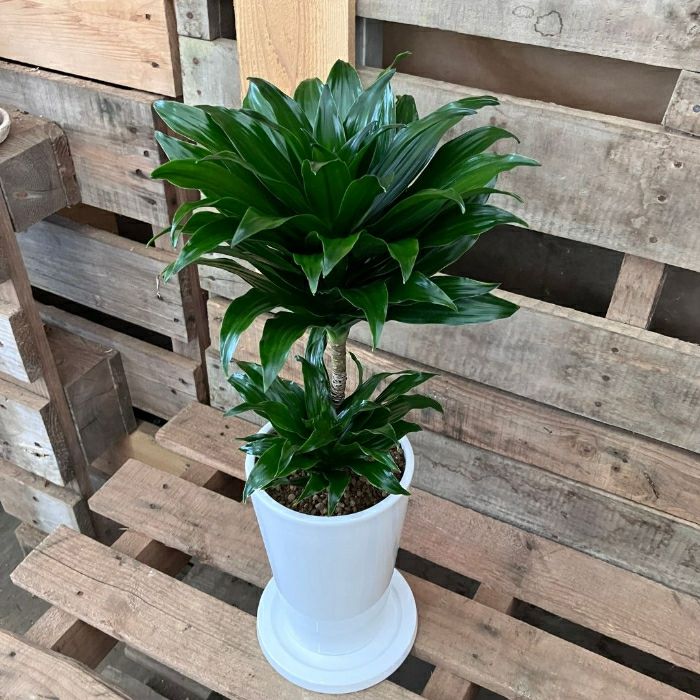 観葉植物現品販売