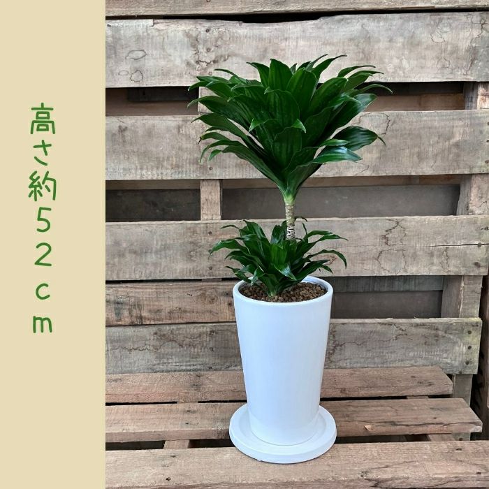 観葉植物現品販売