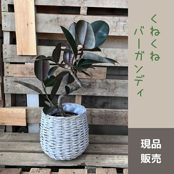 観葉植物現品販売