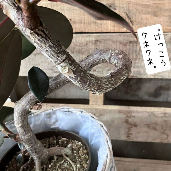 観葉植物現品販売