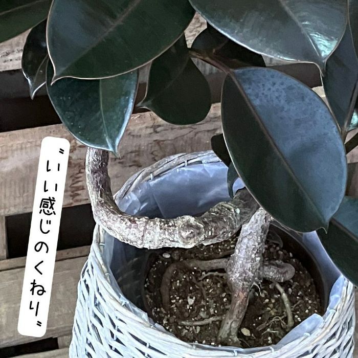 観葉植物現品販売