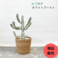 観葉植物現品販売