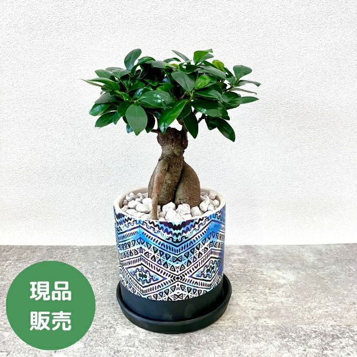 観葉植物現品販売