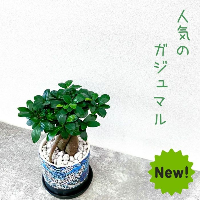 観葉植物現品販売