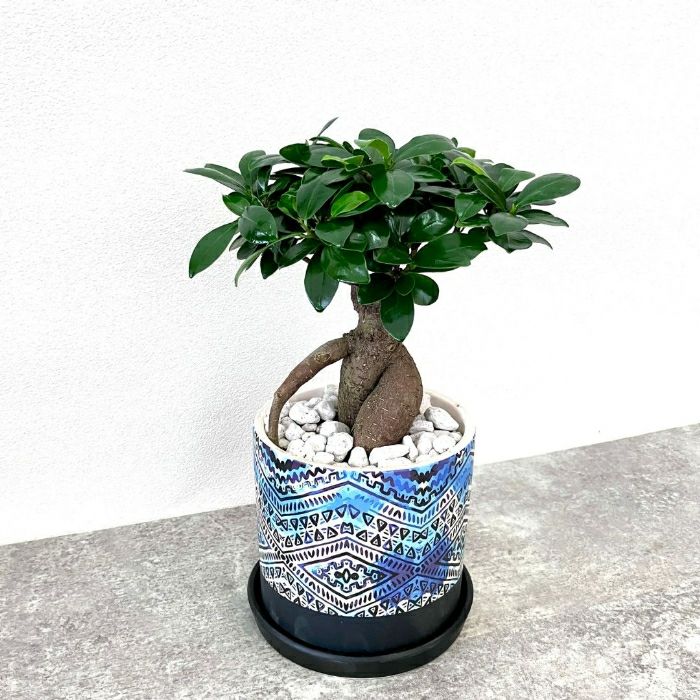 観葉植物現品販売