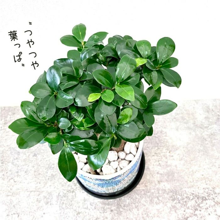 観葉植物現品販売