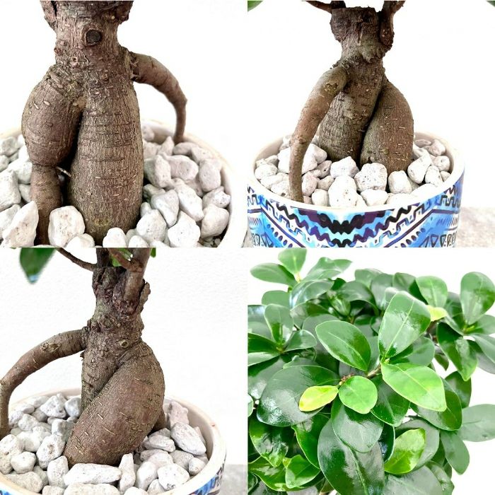 観葉植物現品販売