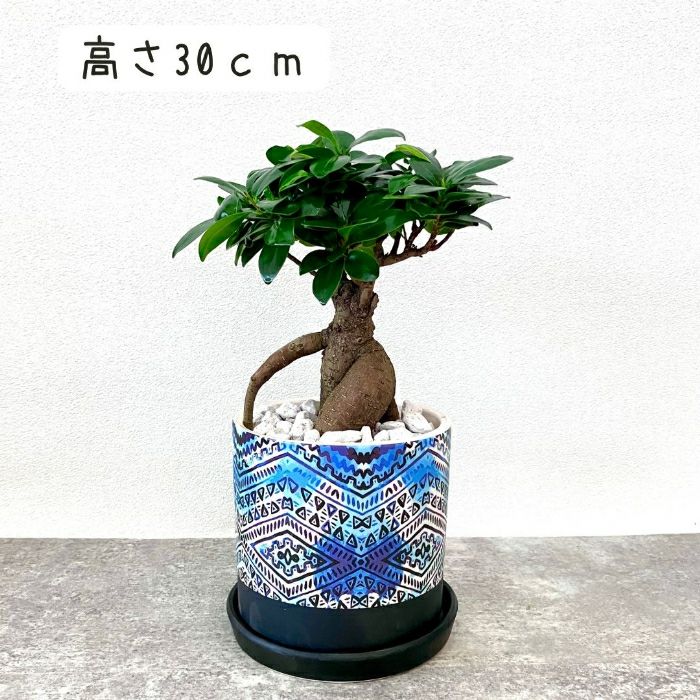 観葉植物現品販売
