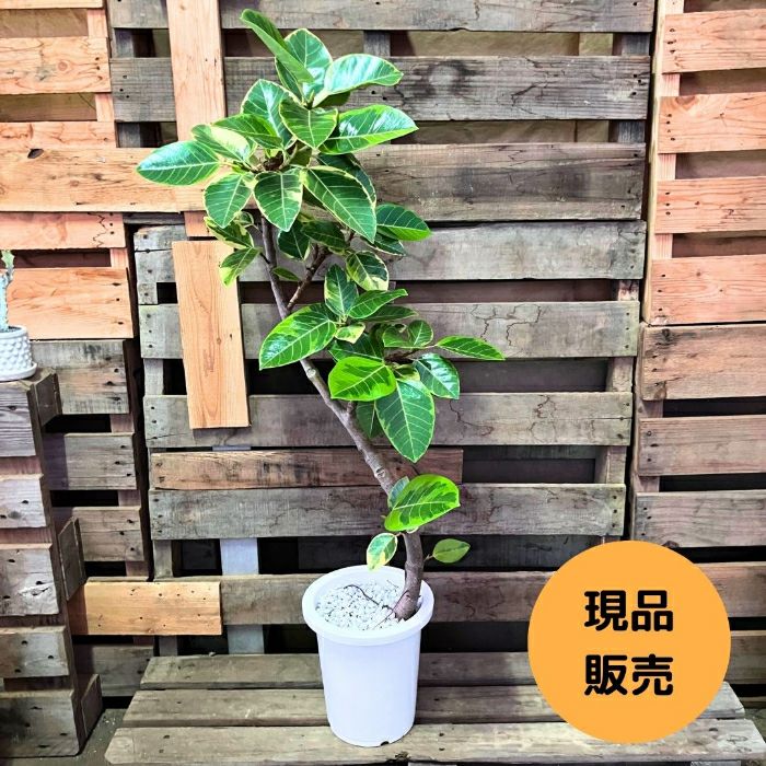 観葉植物現品販売