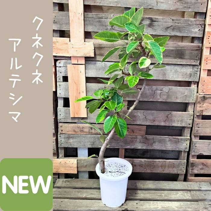 観葉植物現品販売