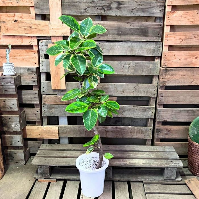 観葉植物現品販売