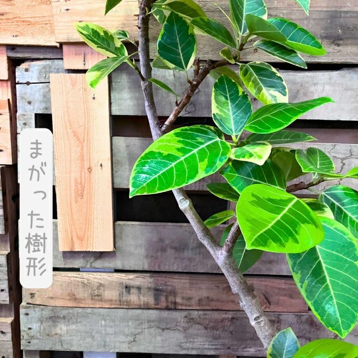 観葉植物現品販売