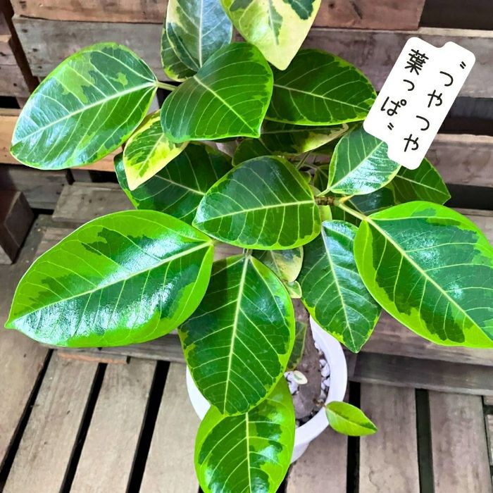 観葉植物現品販売