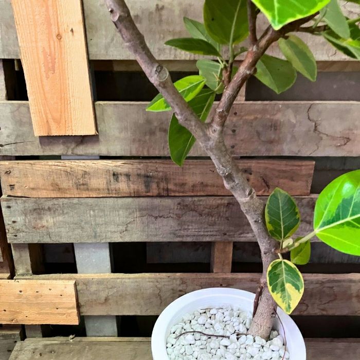 観葉植物現品販売