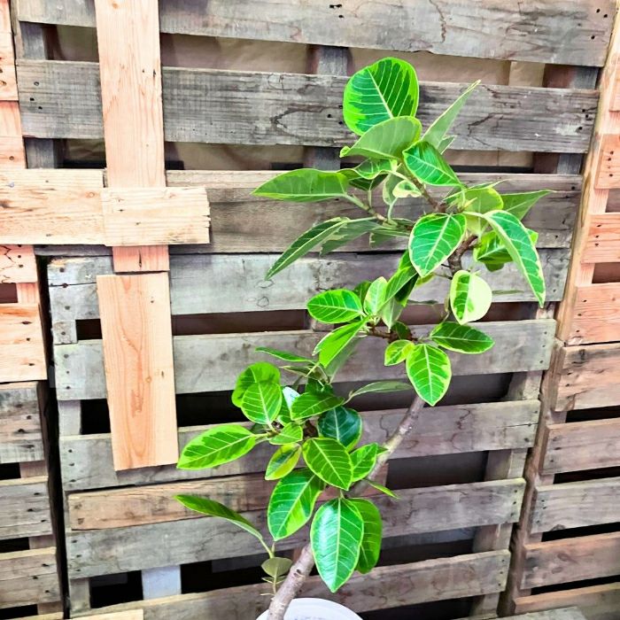 観葉植物現品販売