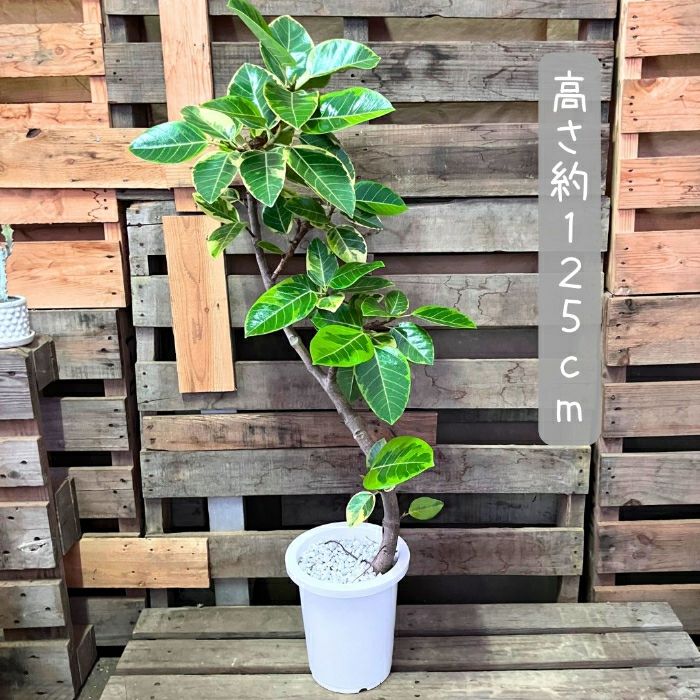 観葉植物現品販売