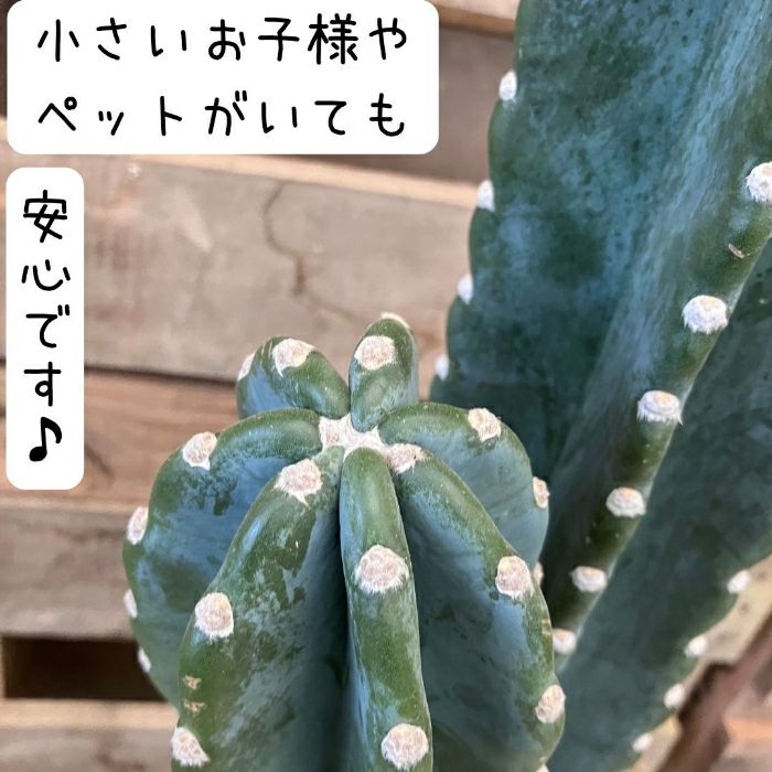 観葉植物現品販売