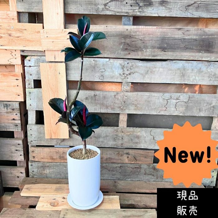 観葉植物現品販売