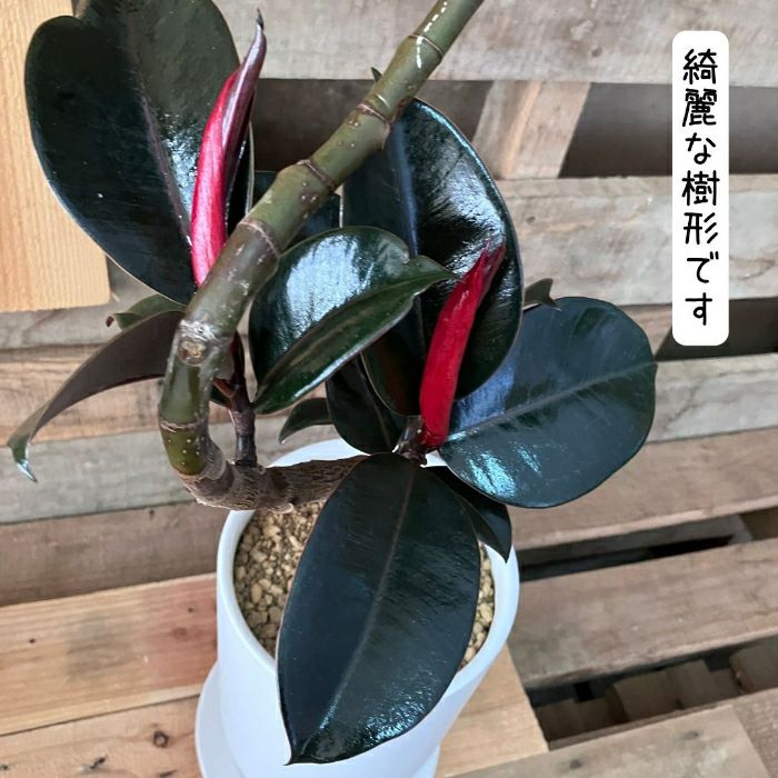 観葉植物現品販売