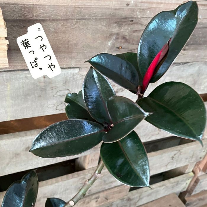 観葉植物現品販売