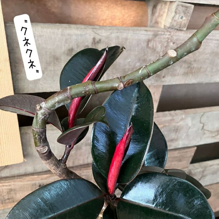 観葉植物現品販売