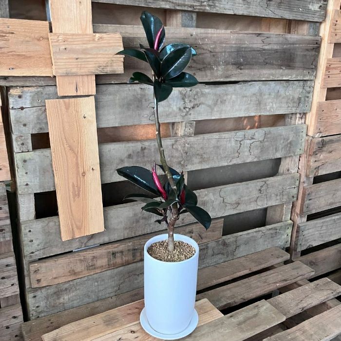 観葉植物現品販売