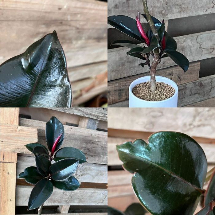 観葉植物現品販売