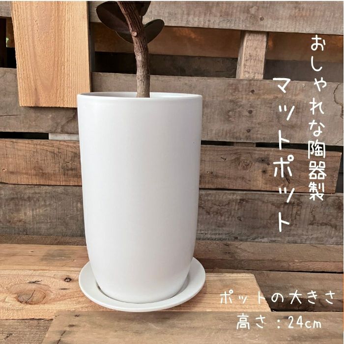 観葉植物現品販売