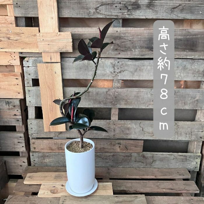 観葉植物現品販売