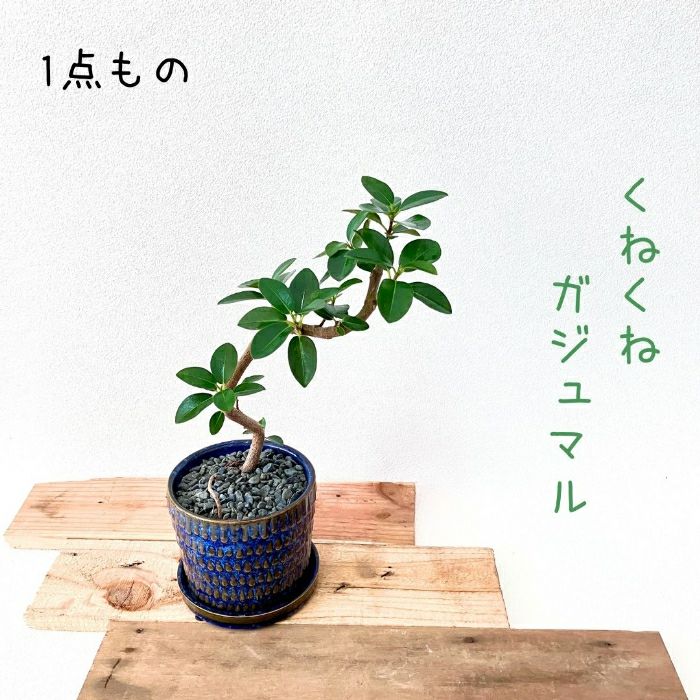 観葉植物現品販売