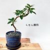 観葉植物現品販売