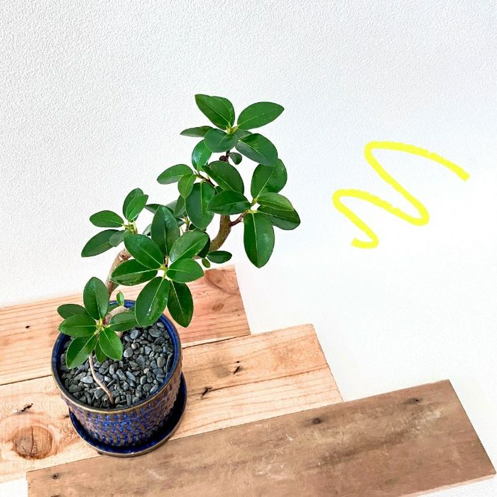 観葉植物現品販売