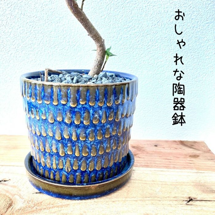 観葉植物現品販売
