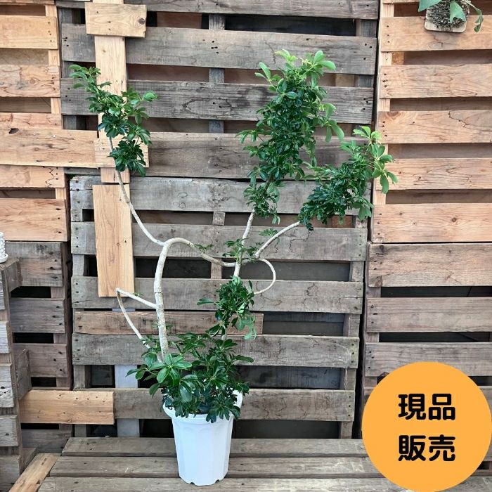 観葉植物現品販売